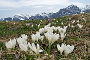 05 Crocus bianchi e violetti in fiore ai prati della Pigolotta